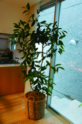 DSC00536.jpg