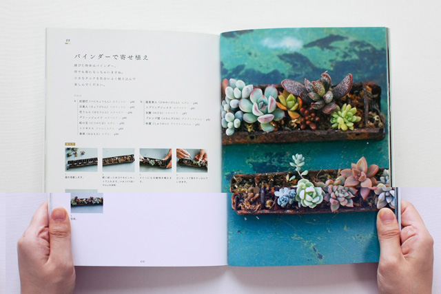 多肉植物の寄せ植え